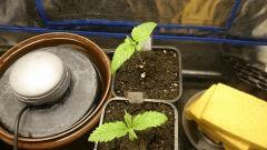 CRO 5 Gokunk Big Bud