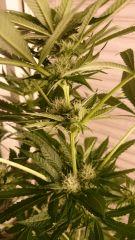 FLO 28 Big Bud Fleurs