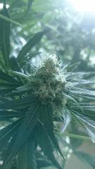 Flo  45 Big Bud ...