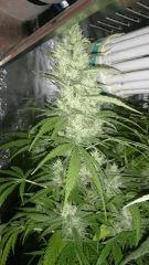 Flo  50 Gokunk