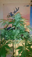 Récolte ! Big Bud