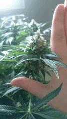 Flo  45 taille Des buds Big Bud