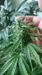 Flo  45 taille Des buds Chronic 2