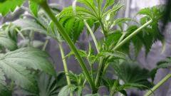 FLO 10 Chronic 1 Apex  Pistils