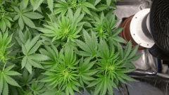 FLO 2 Chronic