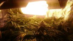 Flo  45 Au chaud