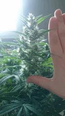 Flo  45 taille Des buds Gokunk