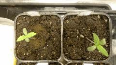 C 2 Gokunk Big Bud