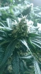 Flo  45 Big Bud
