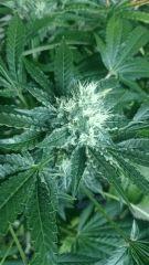Flo  45 Chronic 1 ..