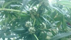 Flo  45 Big Bud .