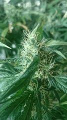 Flo  45 Chronic 2 ..