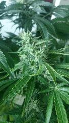 Flo  45 Chronic 2 .....
