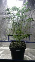 FLO 10 Chronic 1