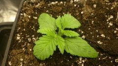 CRO 8 BIG BUD
