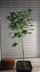 FLO 28 Chronic 1 Profil