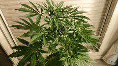 FLO 28 Big Bud Dessus