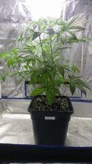 FLO 10 Big Bud
