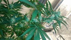 FLO 28 Chronic 1 Fleurs   Flash
