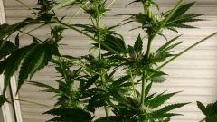 FLO 28 Chronic 2 Fleurs