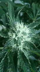 Flo  45 Chronic 1 .