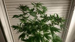 FLO 28 Chronic 1 Dessus