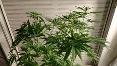 FLO 28 Gokunk Dessus