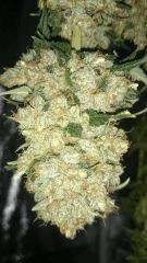 Big Bud