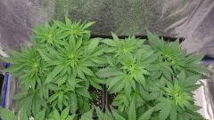 CRO  26 Chronic 1 & 2
