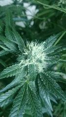 Flo  45 Chronic 1 ...
