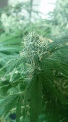 Flo  45 Chronic 2 ...