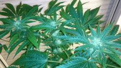 FLO 28 Chronic 2 Fleur   Flash