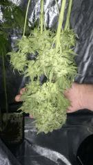 Chronic