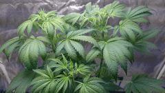 FLO 10 Chronic 2 Apexs