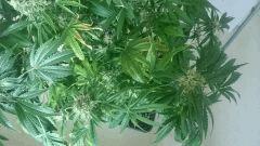 Flo  45 Chronic 2