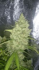 Flo   74 Gokunk