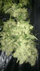Chronic.