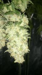 Chronic 2