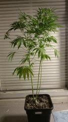 FLO 28 Gokunk profil