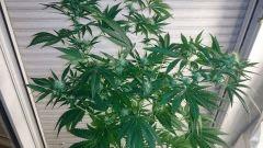 FLO 28 Chronic 1 Fleurs   Flash 2