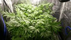 FLO 10 La jungle !