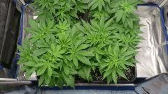 CRO  26 Big Bud Gokunk