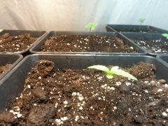 photo11