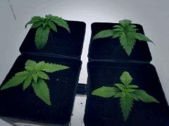 4 plantes, pots 1.6L COCO