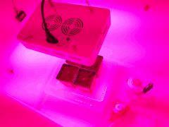 Croissance + 0 Led on