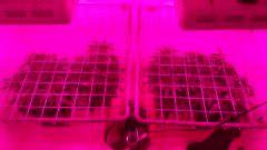 IMG 2