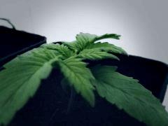 1 plante (Mamacita) , pots 1.6L COCO