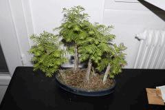 FORÊT METASEQUOIA 1