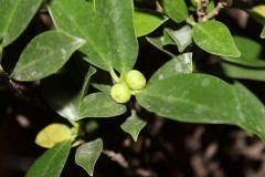FICUS FRUIT 1