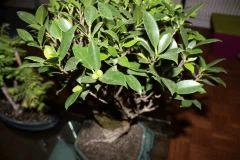 FICUS FRUIT
